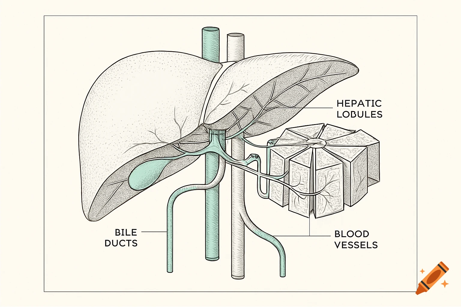 A schematic drawing of the human liver, showing the gallbladder, bile ducts, hepatic lobules, and blood vessels.