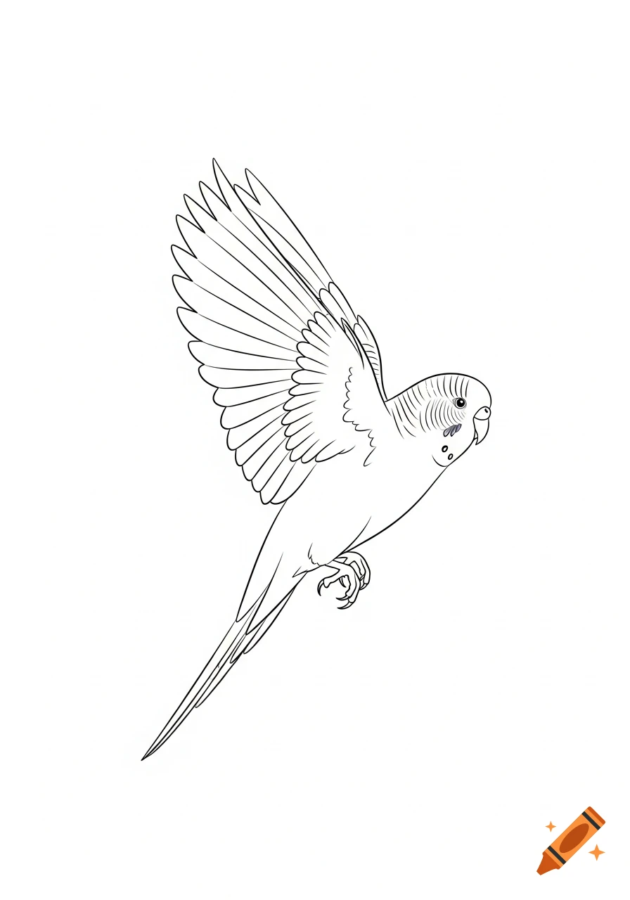 A fine line drawing of a budgie in mid-flight with its wings spread, viewed from the side.