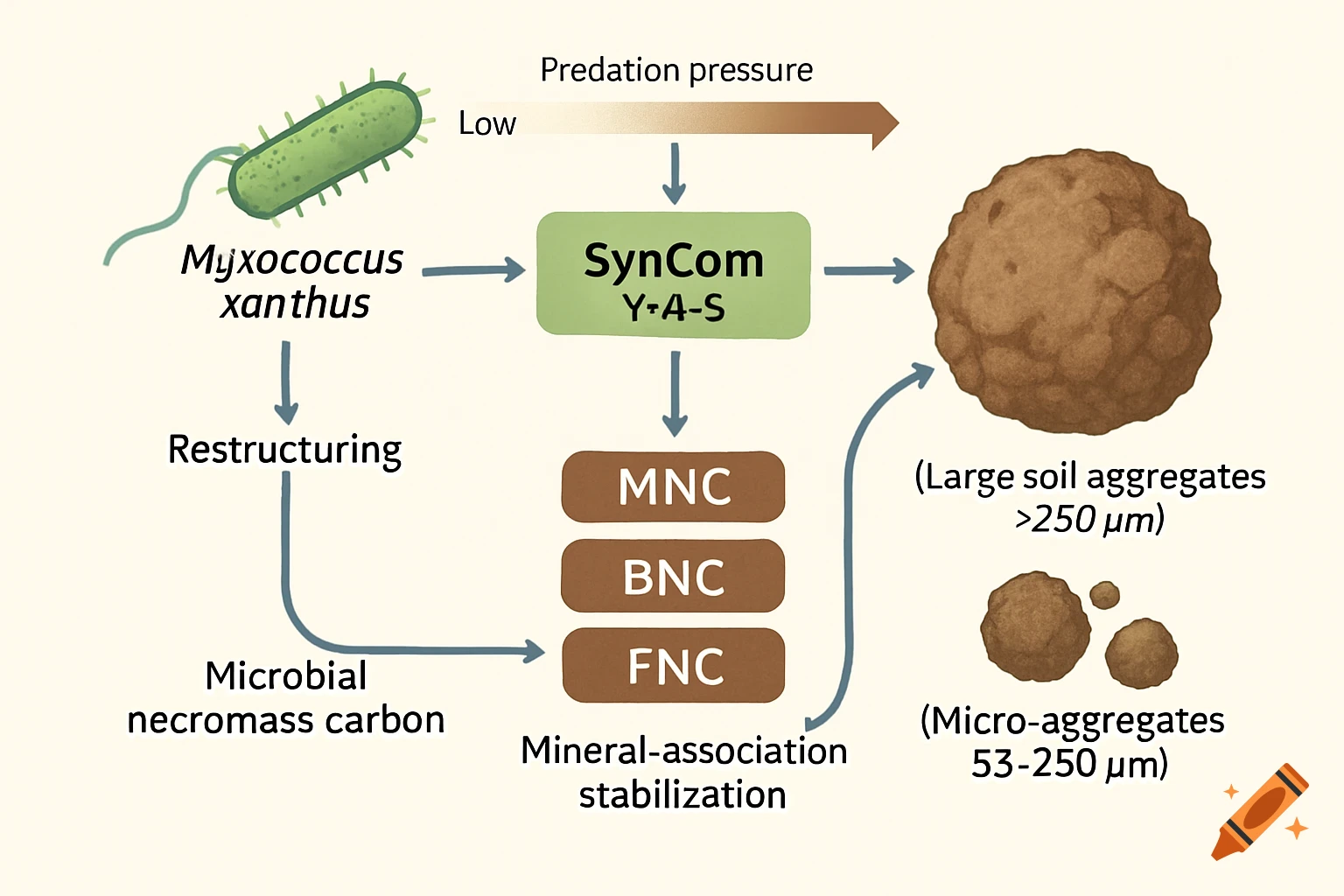 A scientific diagram illustrating Myxococcus xanthus, SynCom, microbial necromass carbon, and soil aggregate formation with predation pressure.