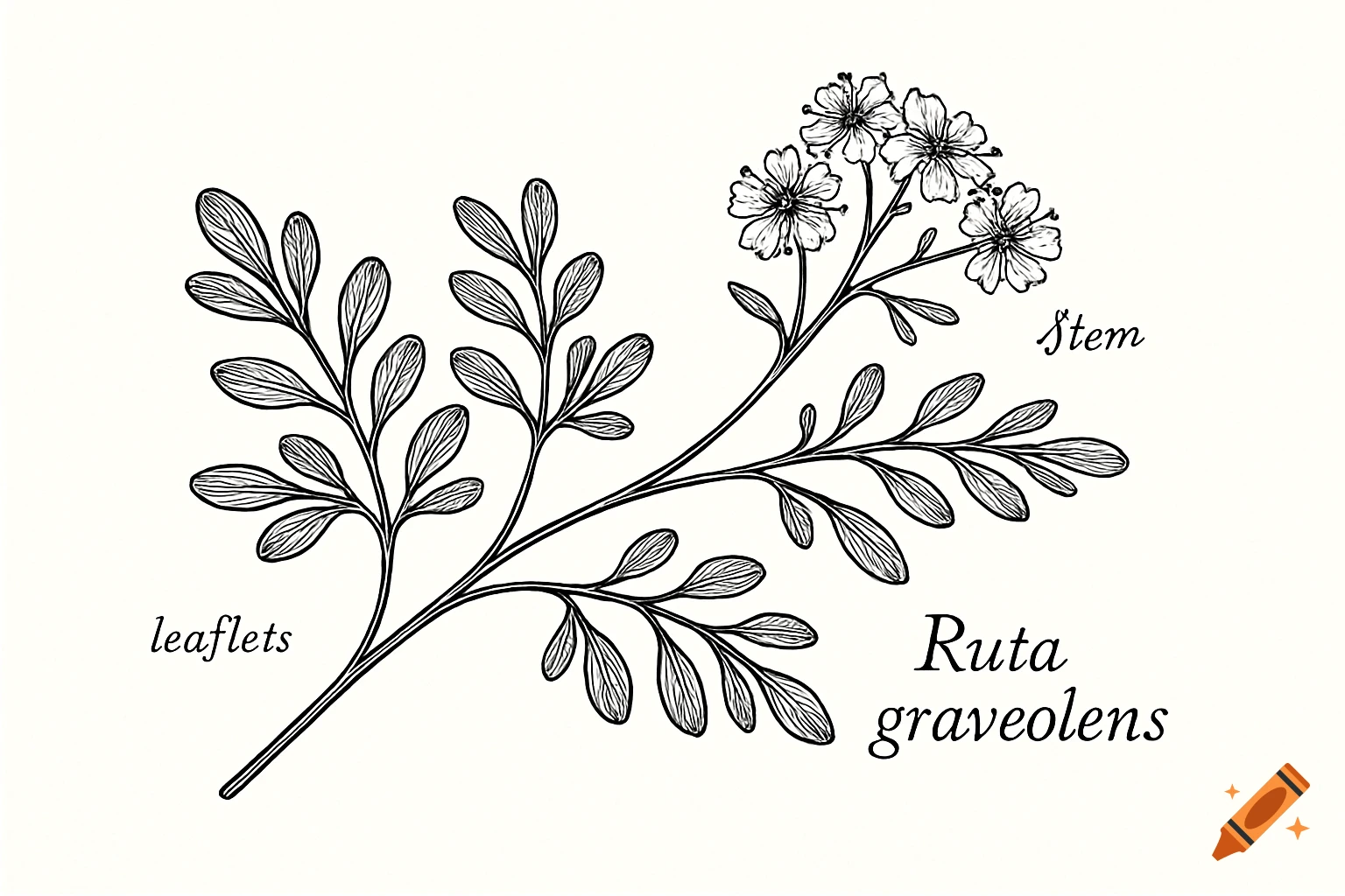 Black and white botanical illustration of a Ruta graveolens plant with labeled parts: leaflets, stem, and the plant name.