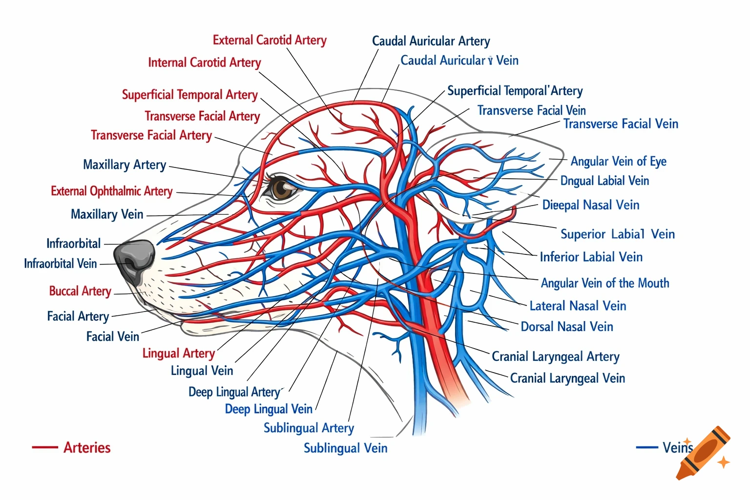 An educational diagram depicting the lateral view of a dog's head, illustrating the arteries and veins with detailed labels in red and blue.