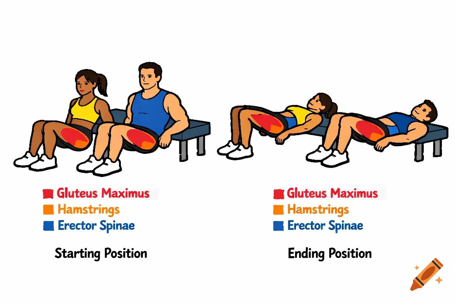 A cartoon diagram of a man and woman demonstrating the starting and ending positions of a hip thrust exercise, with gluteus maximus, hamstrings, and erector spinae muscles highlighted.