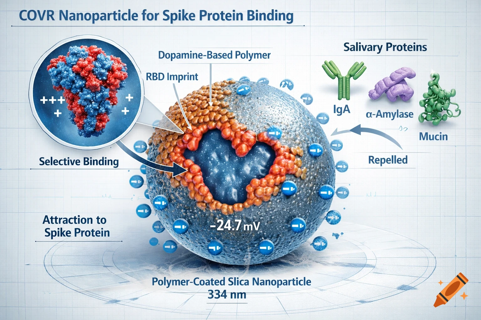 Scientific diagram of a COVR Nanoparticle with a dopamine-based polymer RBD imprint, showing selective binding to spike protein and repulsion of salivary proteins like IgA, "alpha"-amylase, and mucin. It has a -24.7 mV surface charge.
