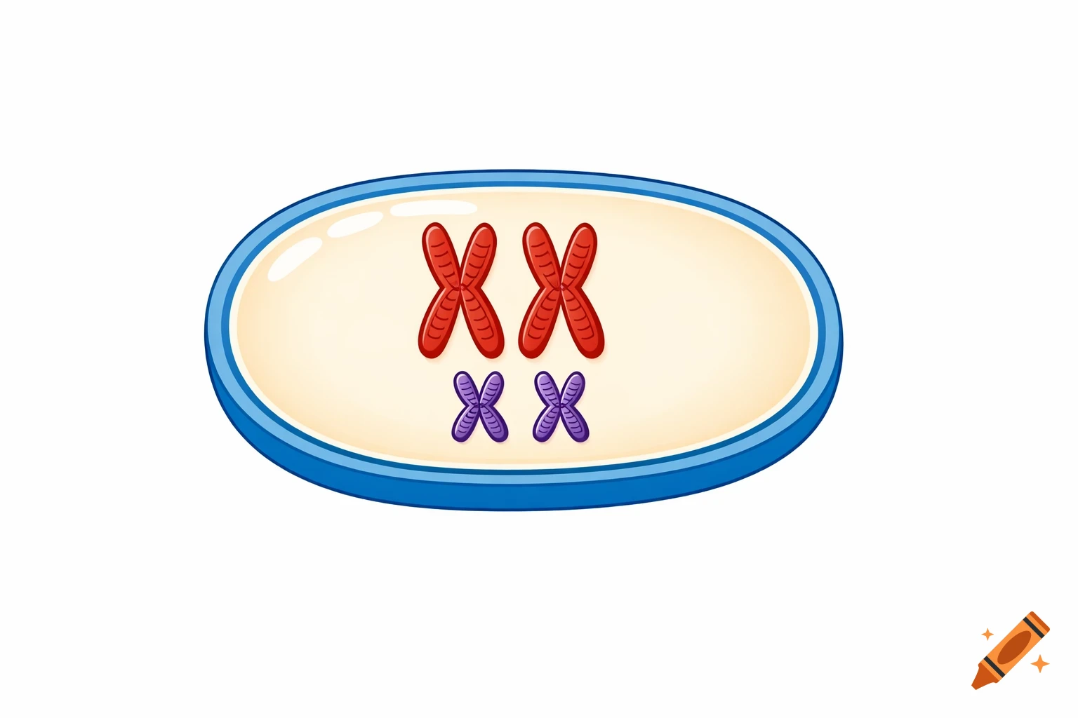 A simple biology diagram showing two large red X-shaped chromosomes and ...