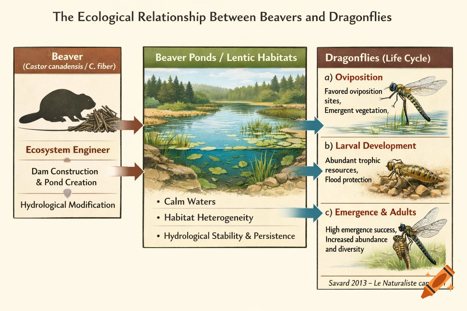 Scientific diagram showing the ecological relationship between beavers and dragonflies, detailing beaver's role in creating ponds and dragonflies' life cycle within those habitats.