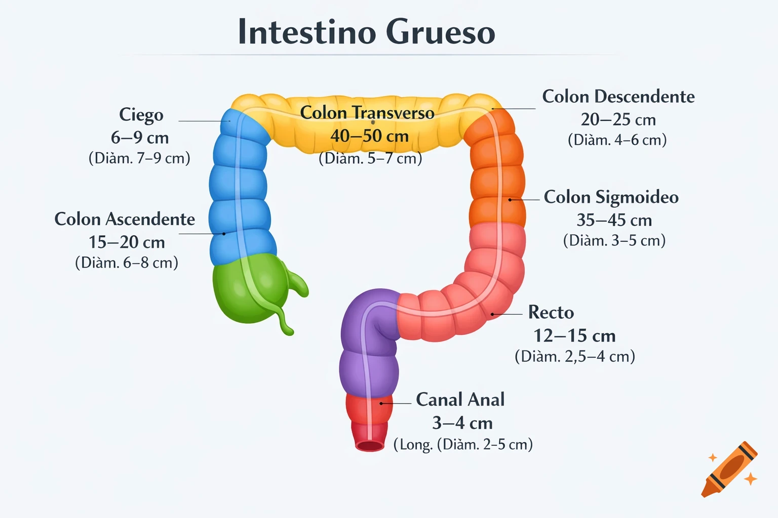 An educational infographic of the human large intestine, labeled in Spanish with different colored segments indicating the ciego, ascending, transverse, descending, sigmoid colon, recto, and anal canal, along with their lengths and diameters.