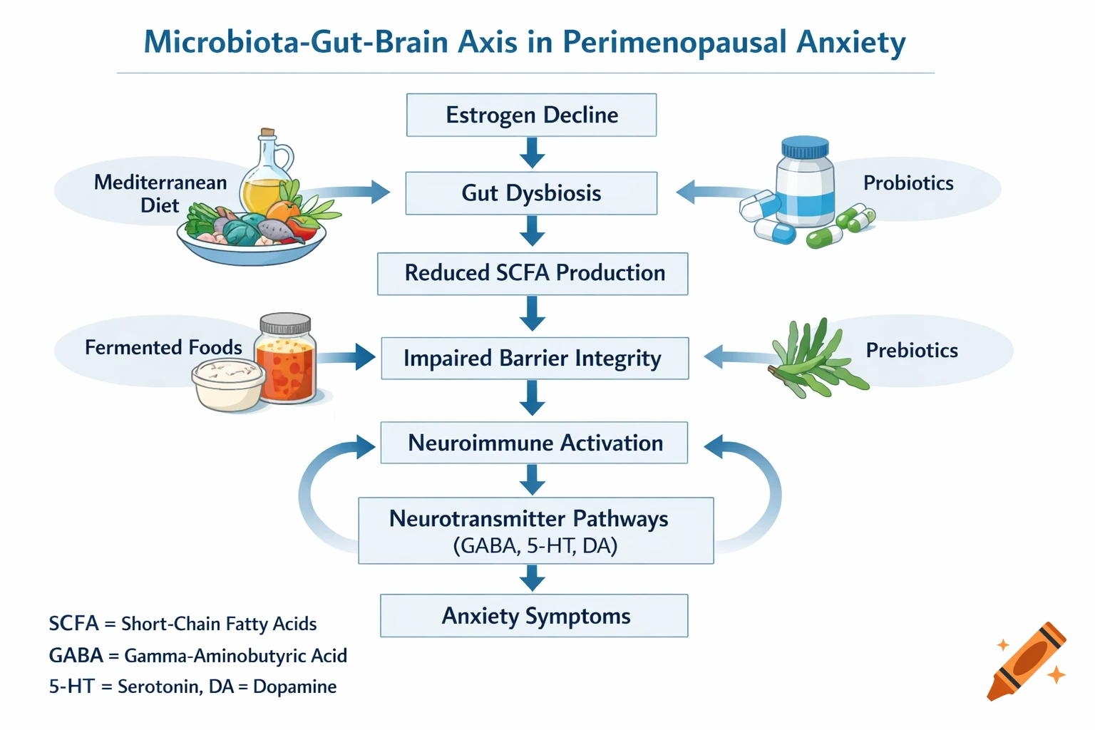 A scientific diagram illustrating the microbiota-gut-brain axis in perimenopausal anxiety, showing a flowchart from estrogen decline to anxiety symptoms and dietary interventions.