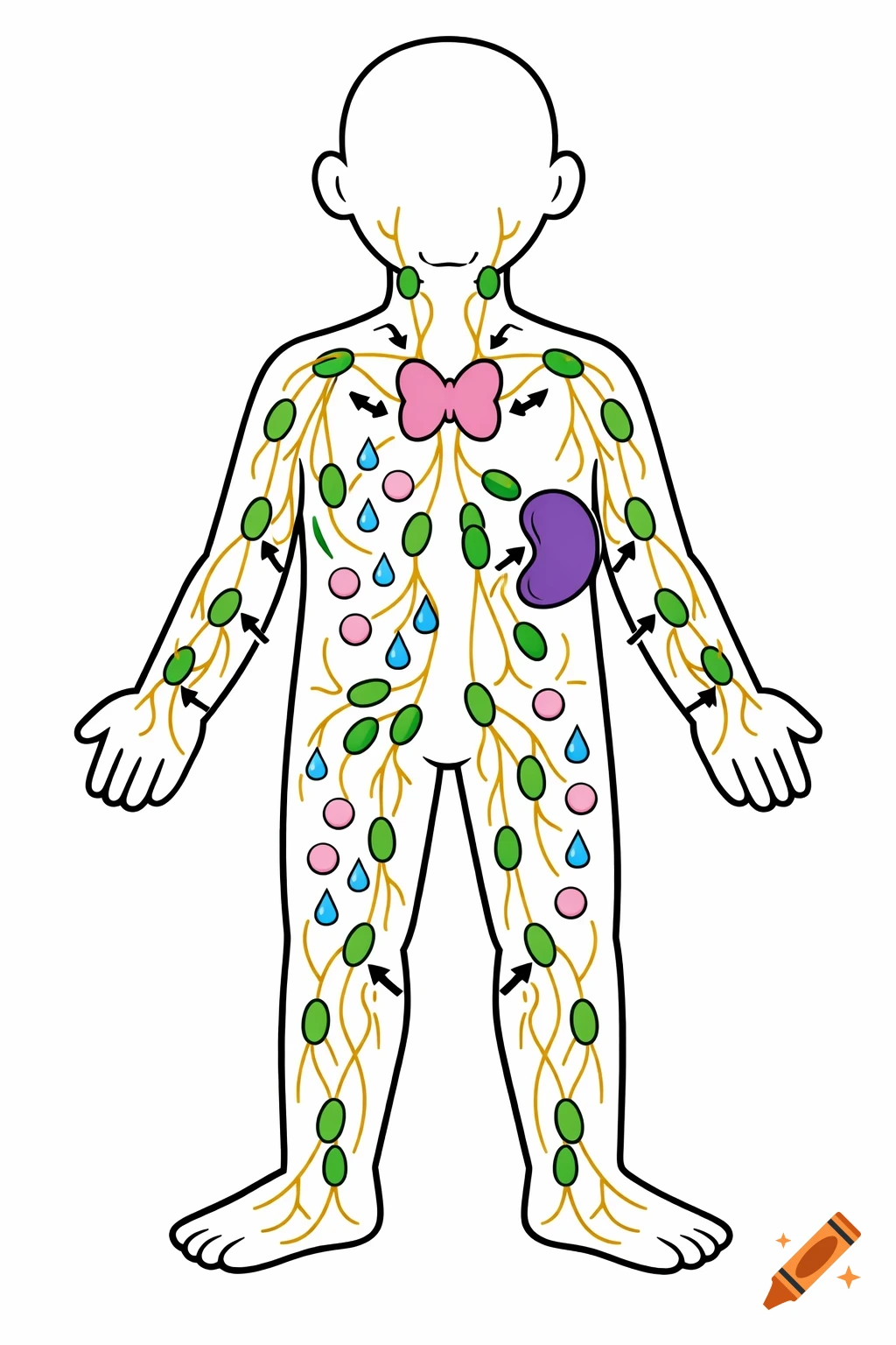 Simple, colorful diagram of the human lymphatic system, showing lymph nodes, vessels, thymus, spleen, and interstitial fluid within a stylized body outline.