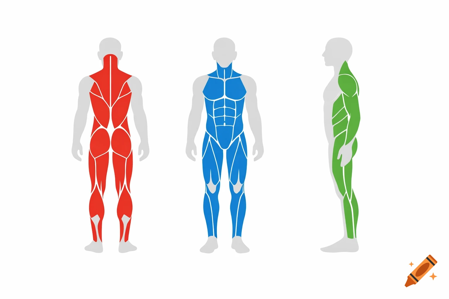 Three simplified human muscle diagrams: posterior (red), anterior (blue), and lateral (green) views on a white background.