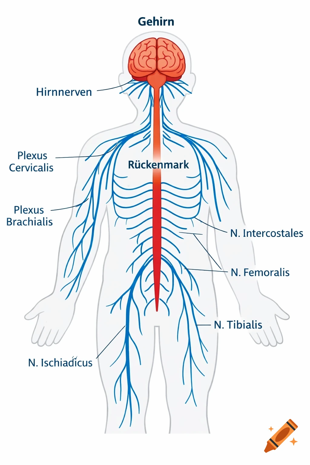 Schematic diagram of the human nervous system, showing the brain, spinal cord, and peripheral nerves with German labels.