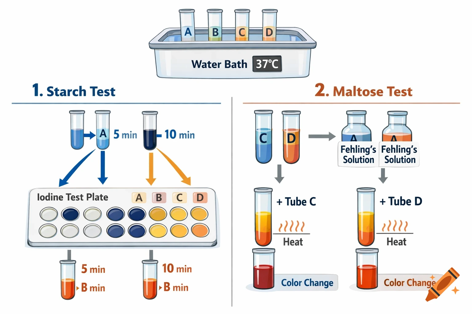 A scientific diagram illustrating starch and maltose tests. Test tubes A, B, C, D are in a 370C water bath. The starch test shows iodine solution reactions on a test plate at 5 and 10 minutes. The maltose test shows Fehling's solution added to tubes C and D, heated, resulting in a color change.