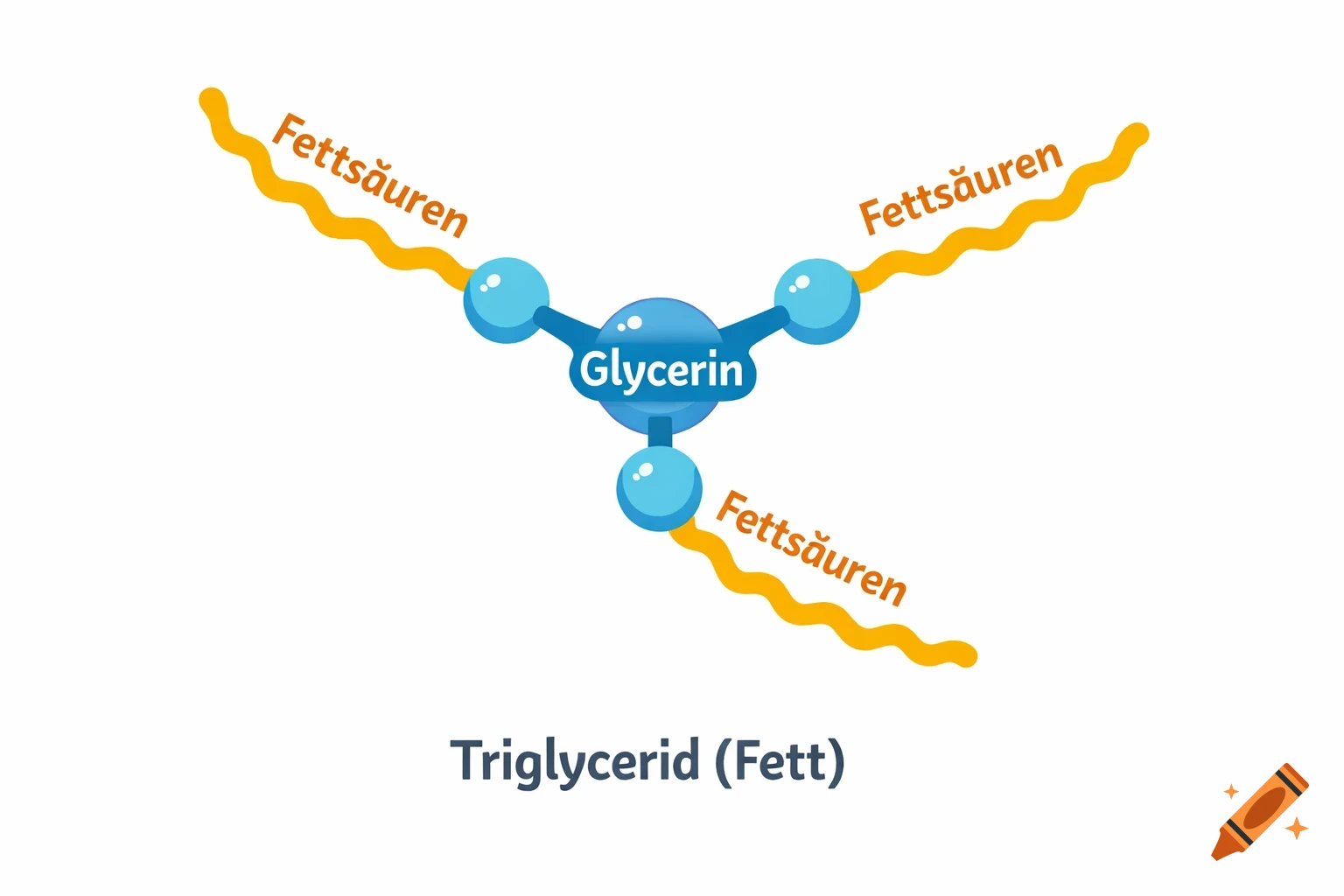 Colorful educational illustration of a triglyceride molecule, showing a glycerin core connected to three fatty acid chains, with labels.