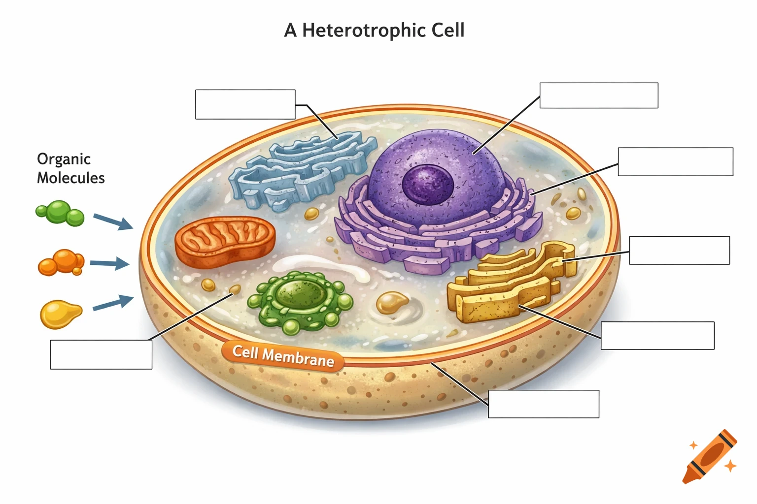 Color diagram of a heterotrophic cell with visible organelles, organic molecule inputs, and blank spaces for labeling various parts.