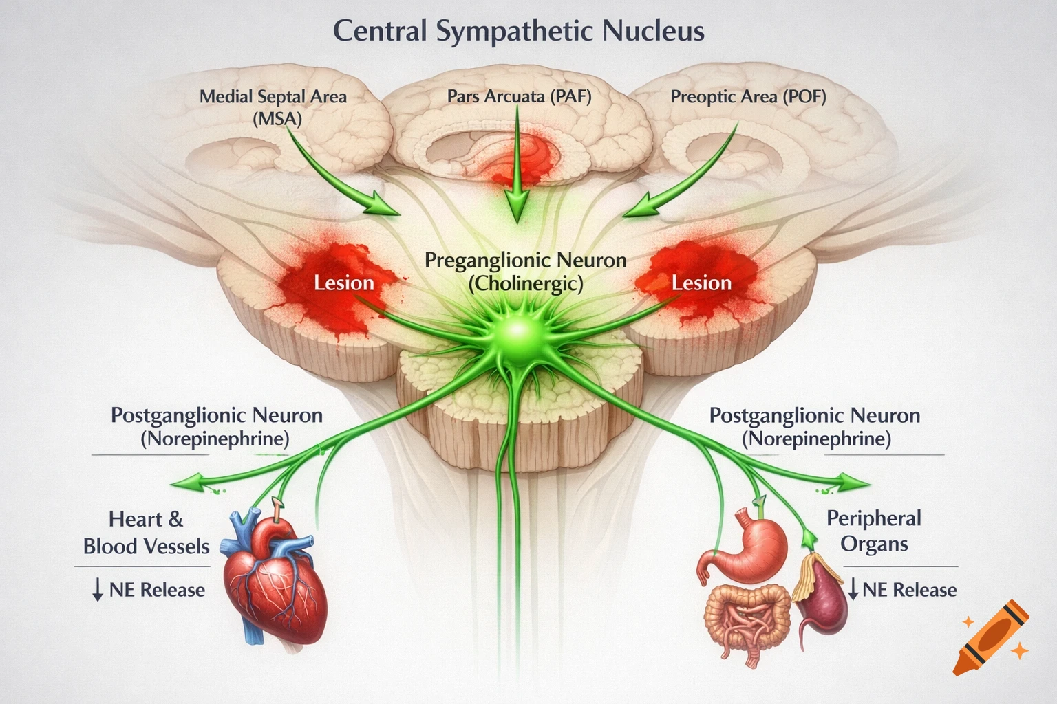 A detailed medical illustration of the Central Sympathetic Nucleus, showing neuronal pathways to the heart, blood vessels, and peripheral organs.