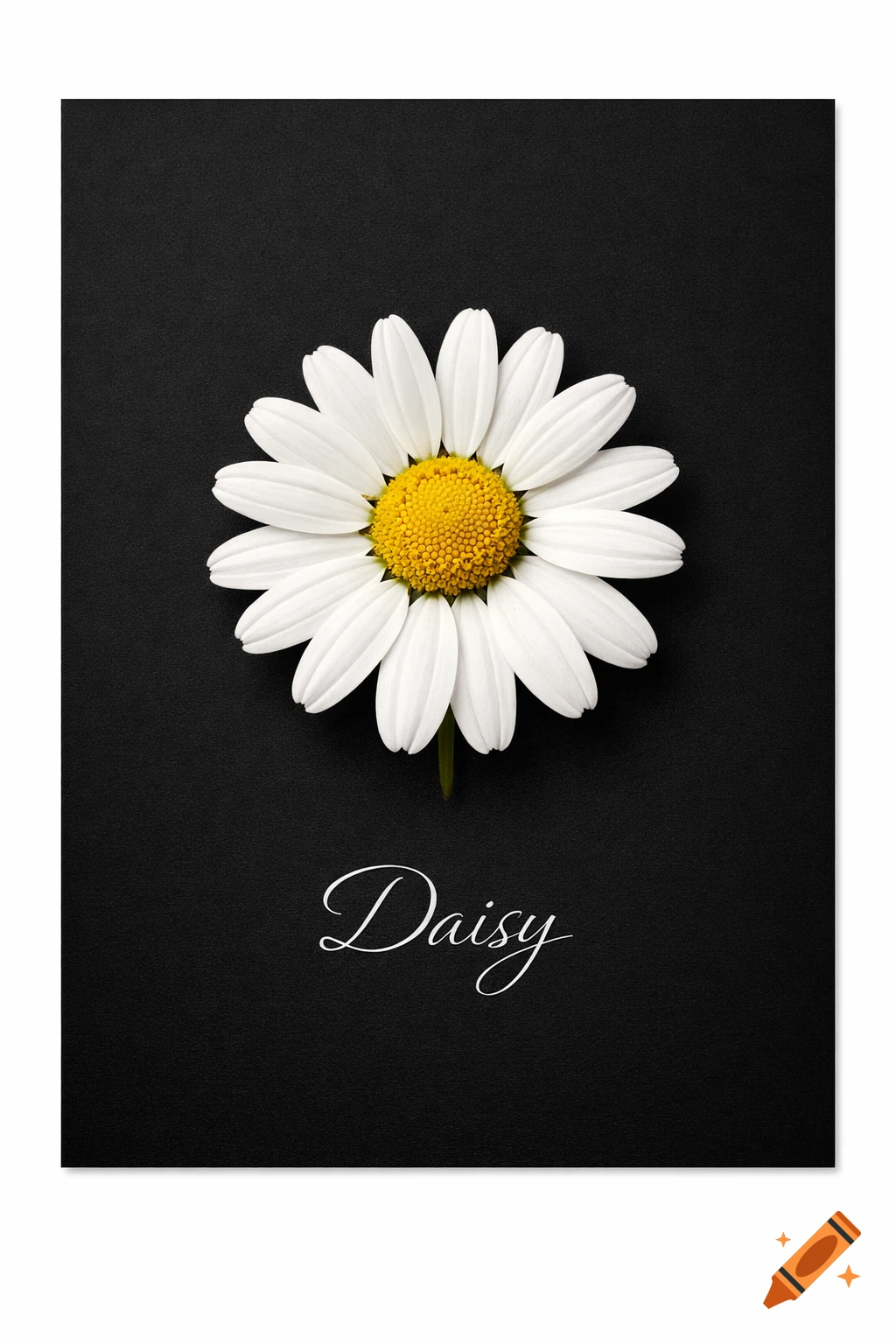 A single white daisy flower with a yellow center, against a textured black background, with the word 'Daisy' written in white script below it.