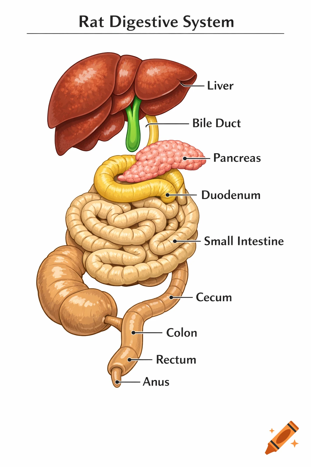 A colorful educational diagram of a rat digestive system, clearly labeling organs like the liver, pancreas, and intestines.