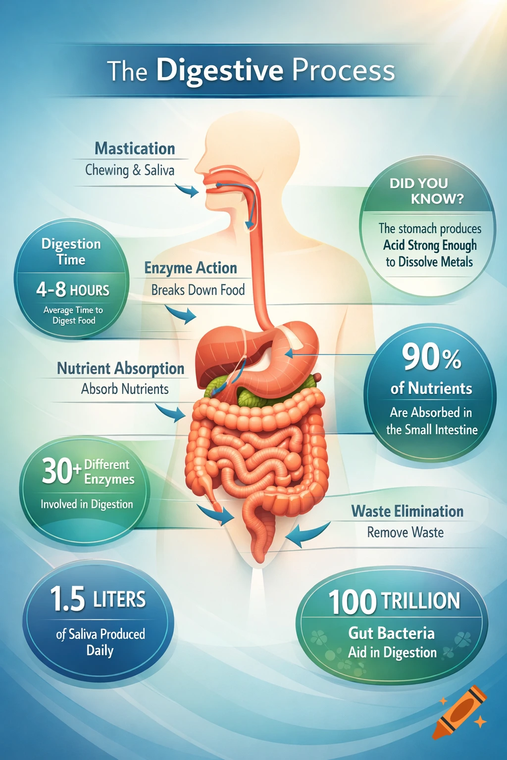 An infographic detailing the human digestive process, showing organs like the stomach and intestines with facts about digestion time, nutrients, and gut bacteria.