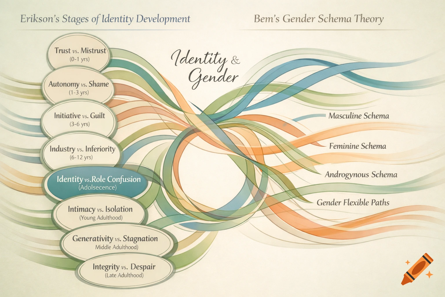 A psychology diagram illustrating Erikson's Stages of Identity Development and Bem's Gender Schema Theory with intertwining colored ribbons.
