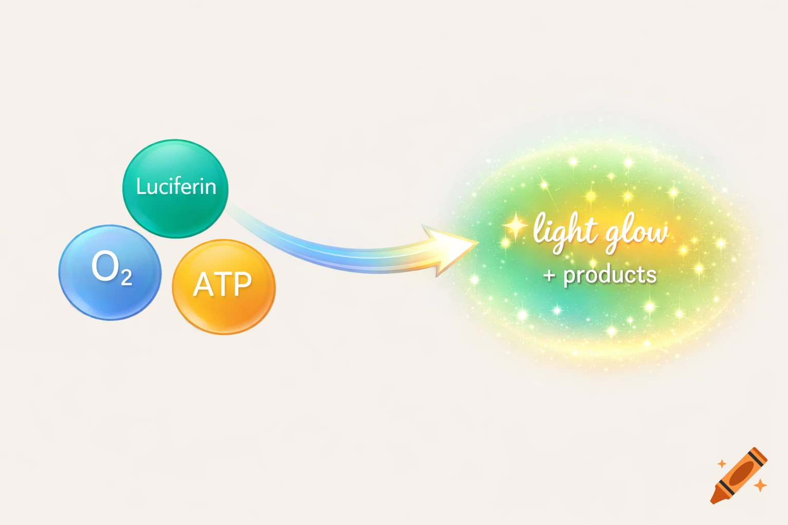 A clean diagram illustrating a chemical reaction, with three labeled circles for Luciferin, O2, and ATP, an arrow pointing to a sparkling green glow labeled 'light glow + products'.