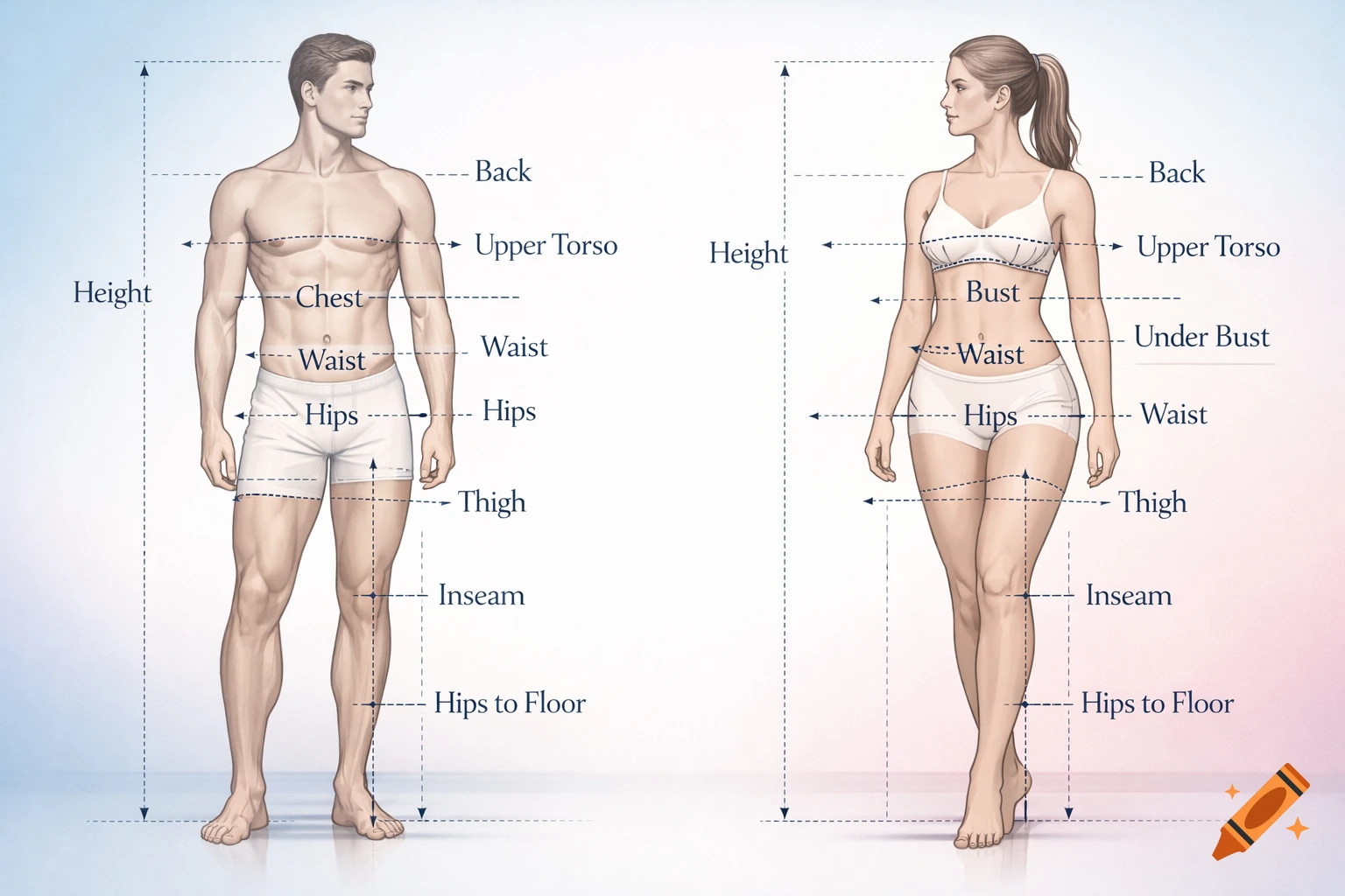 Diagram showing personal body measurements on a male and female model in underwear, with labels for height, chest, waist, hips, and more.