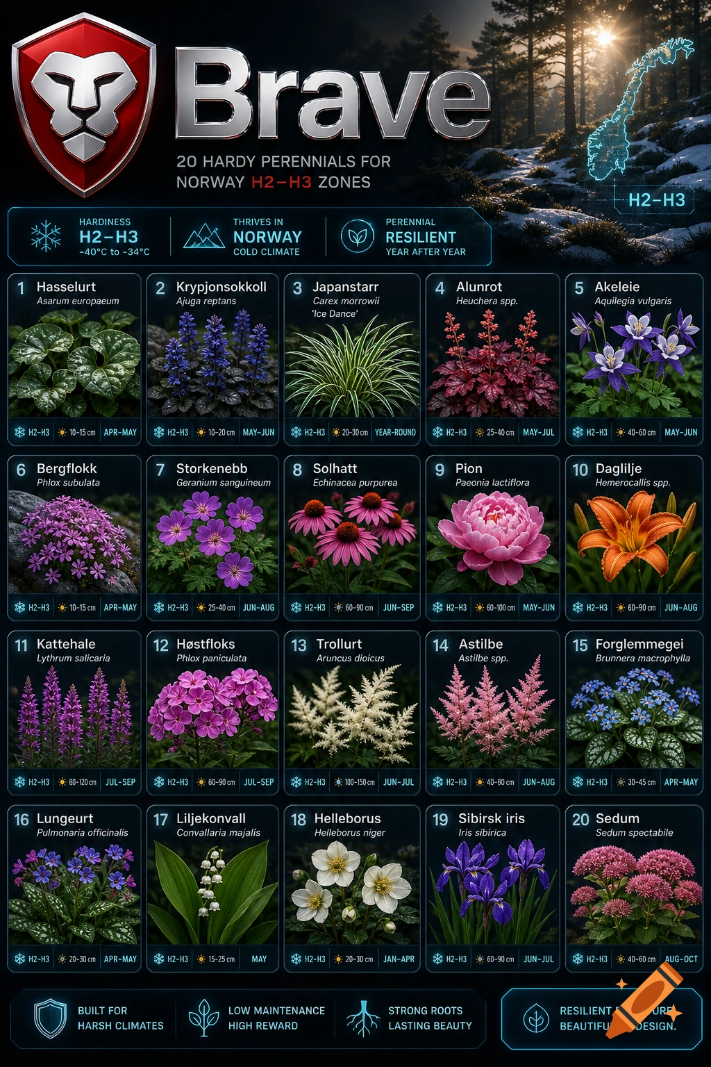 An infographic titled 'Brave: 20 Hardy Perennials for Norway H2-H3 Zones', featuring images and details of 20 different plants suitable for cold climates, against a background of a forest at sunrise and a map of Norway.