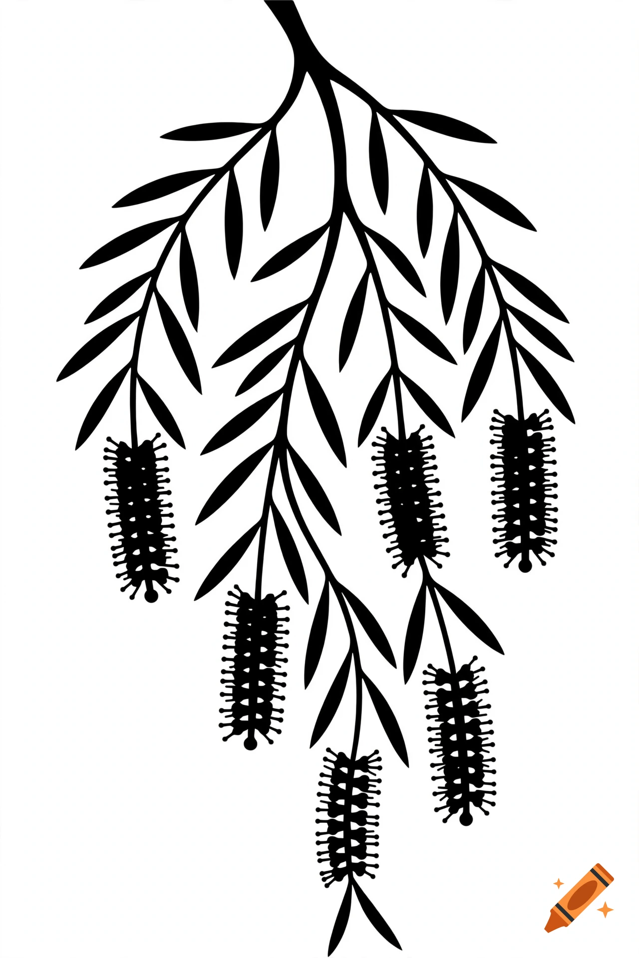 Black and white silhouette vector illustration of a weeping bottlebrush branch with flowers hanging down.