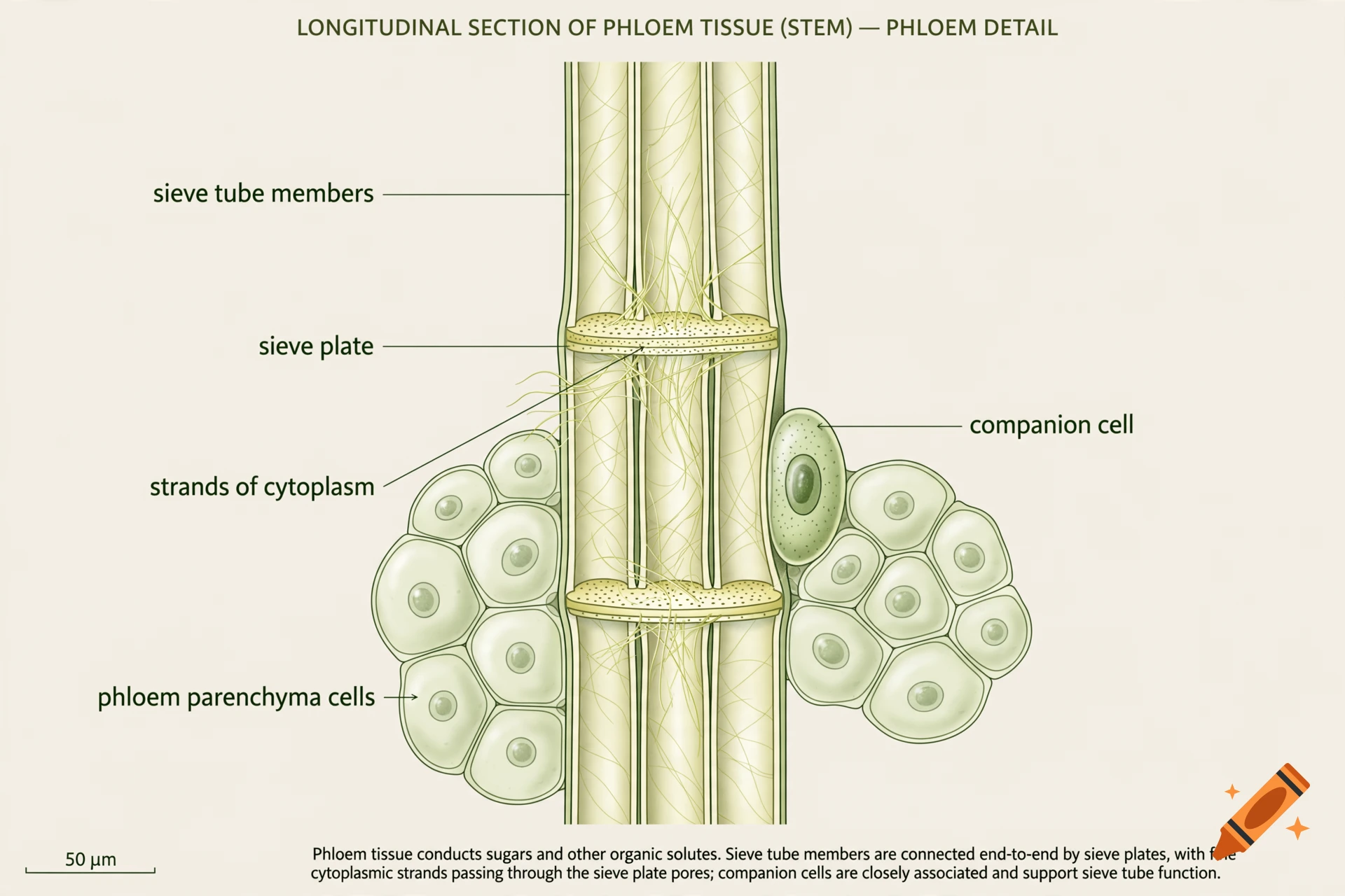 Detailed educational illustration showing a longitudinal section of phloem tissue in a plant stem with labeled cellular components.