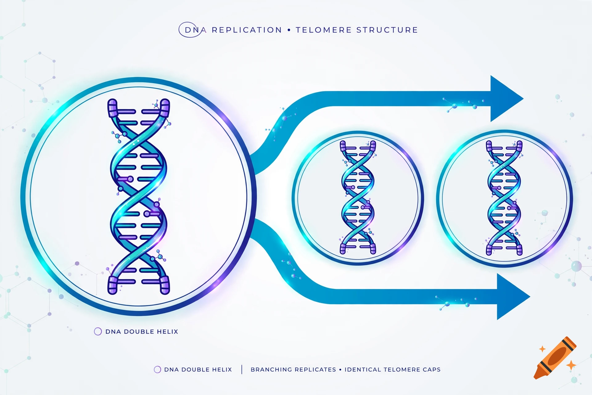 Scientific illustration of DNA replication and telomere structure with double helix models in blue and purple tones.
