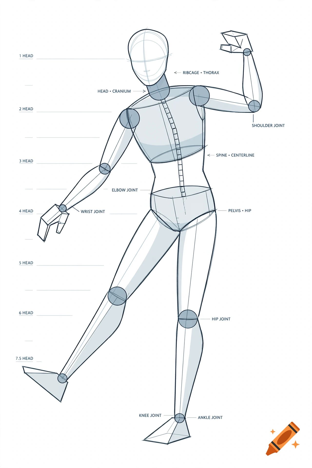 An anatomical drawing of a human figure with proportional guidelines and labels for joints, head measurements, and skeletal structure.