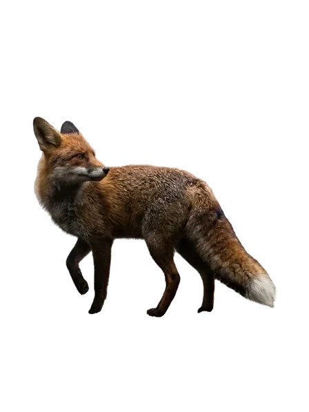Background removed: A red fox, ears and tail whole