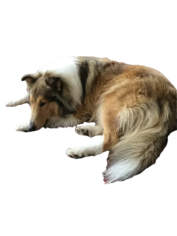 Background removed: Long collie fur