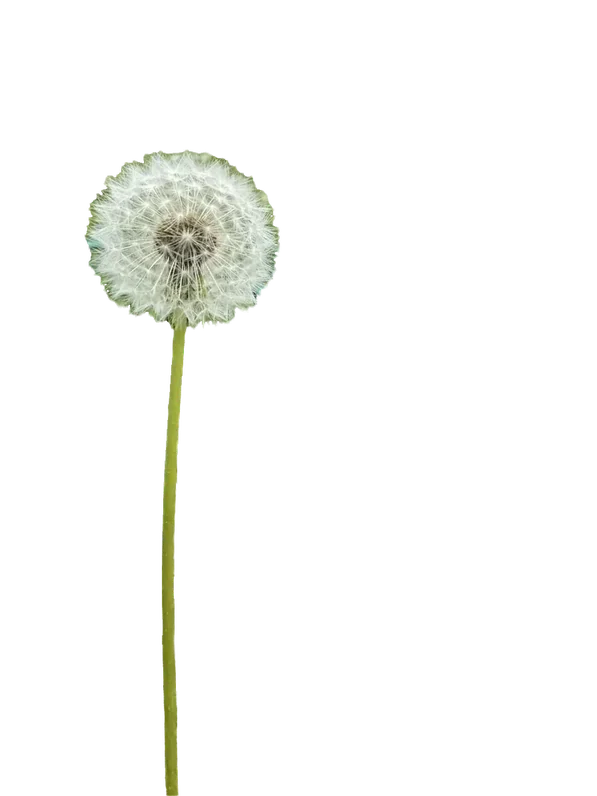 Background removed: A dandelion clock on its stem