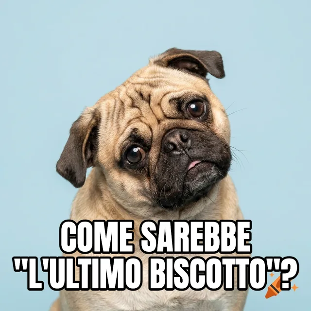 Come sarebbe "l'ultimo biscotto"? – Ritratto in studio di un carlino