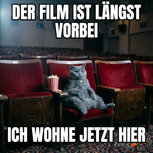 Der Film ist längst vorbei / Ich wohne jetzt hier – Britisch Kurzhaar Katze im Kino