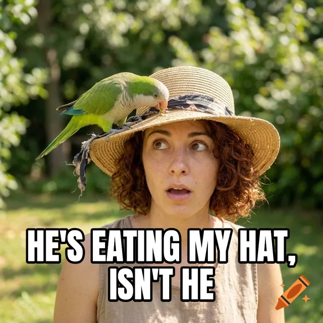 He's eating my hat, isn't he – Parakeet Perched on Woman's Hat