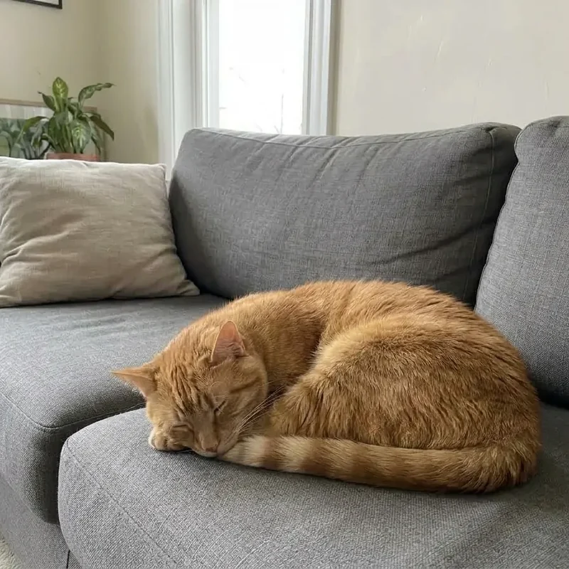 Entfern die Wäsche vom Sofa